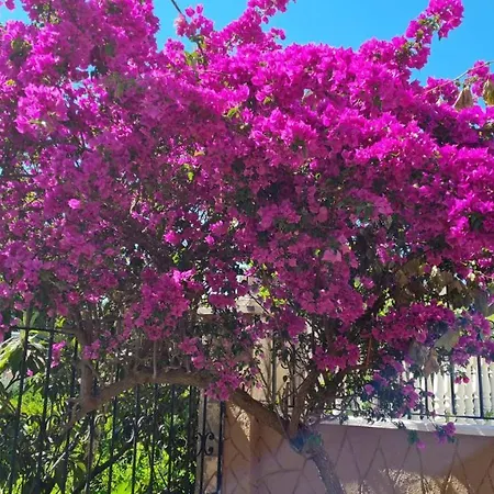Camelia Villa-3