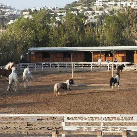 Equestrian And Beach Club-2