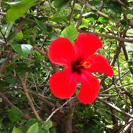 Flower Villa Apart-3