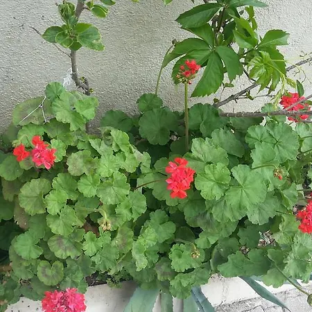 Adonis Hotel Marmaris-3