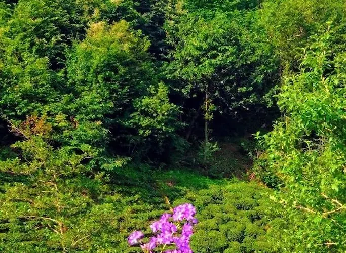 Begi Apart Bungalows Hotel - Çamlıhemşin